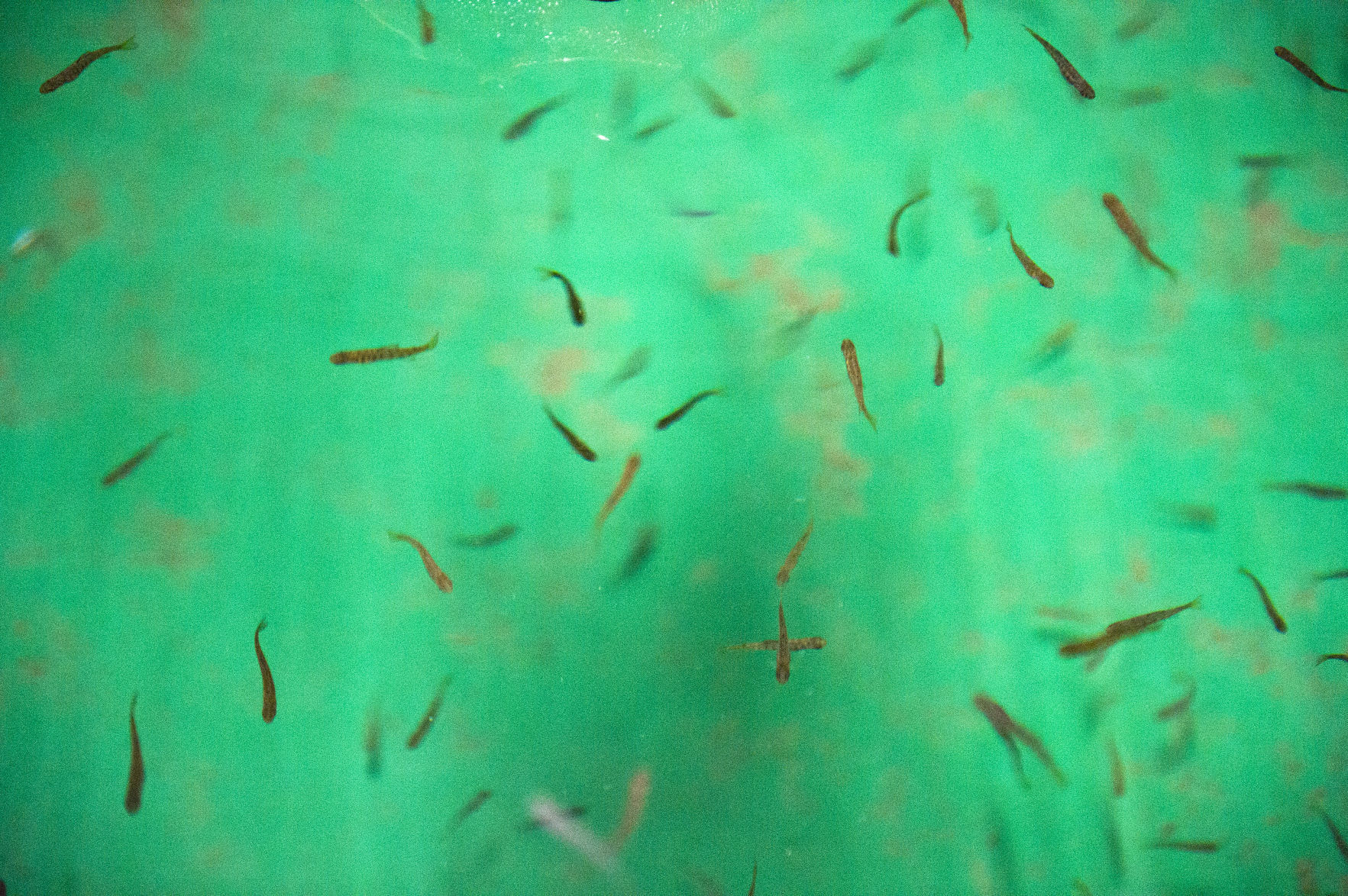 Salmon habitat tour, 3.26.21